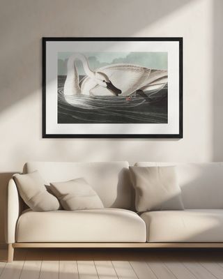 Trumpeter Swan From Birds of America (1827)