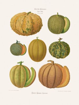 Melons From Album Benary (1876 1886) By Ernst Benary