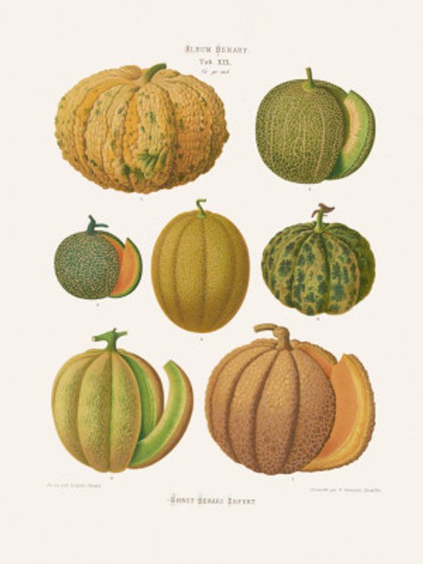 Melons From Album Benary (1876 1886) By Ernst Benary