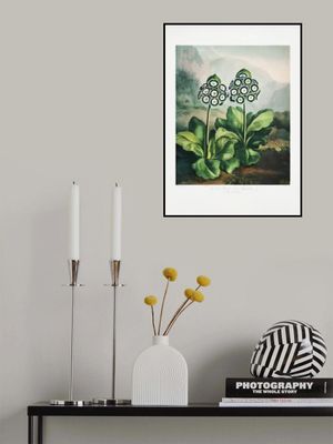 A Group of Auriculas from The Temple of Flora 2 (1807)