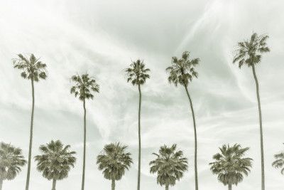 California vintage palm trees