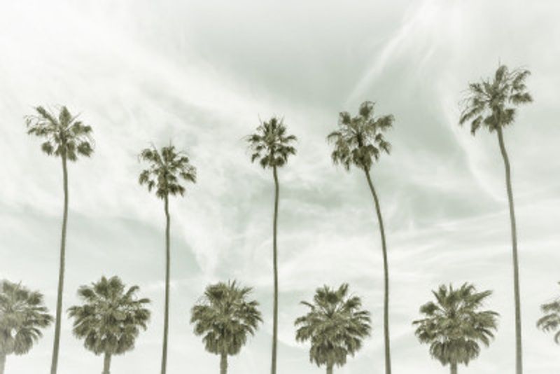 California vintage palm trees