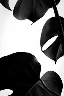 Contrasty Monstera