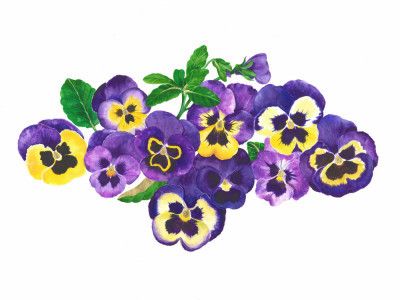 Purple And Yellow Pansies