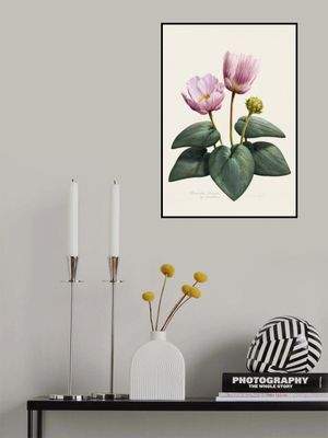 Ranunculus Cabrerensis