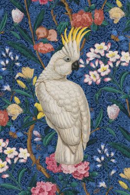 A Cockatoo In the Conservatory   Blauw