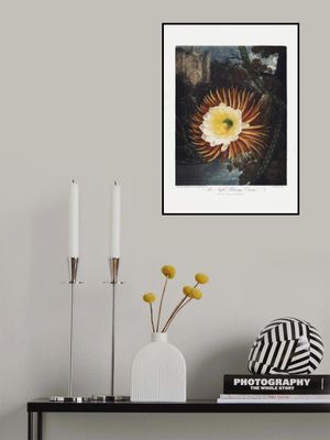 The Night–Blowing Cereus from The Temple of Flora (1807)