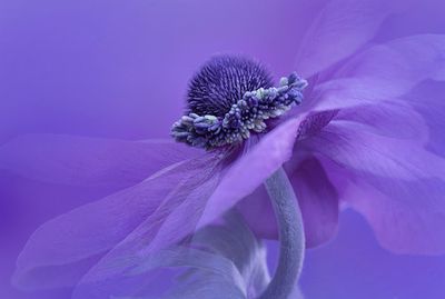 Purple Anemone