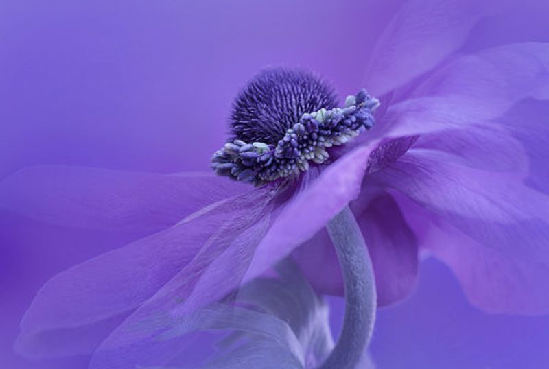 Purple Anemone