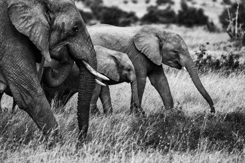 Elephant family