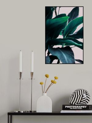 Elegance Of Tropical Leaves