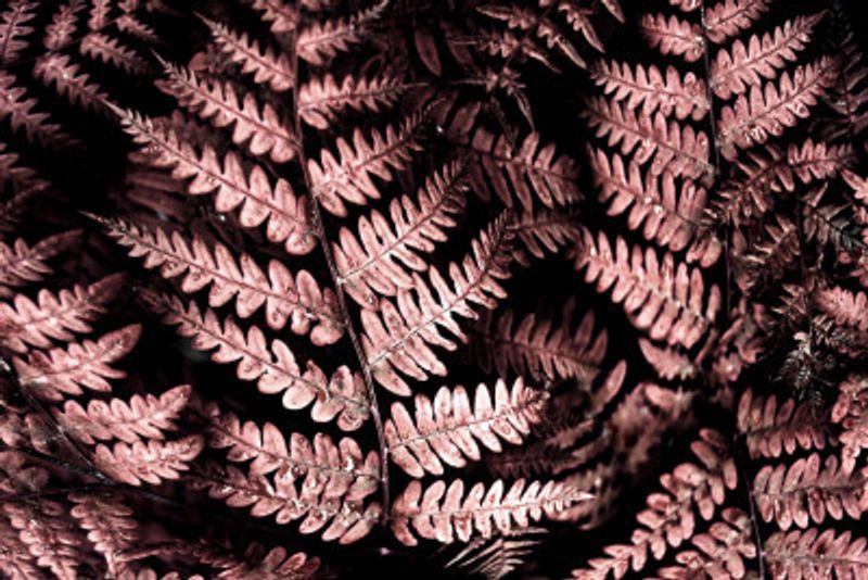 Burgundy fern