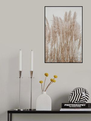 Wild Pampas Reed White