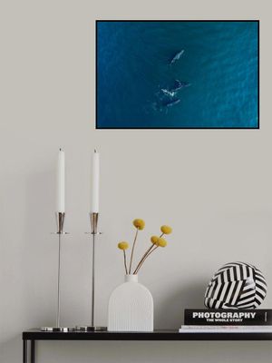 Arabian Humpback Whale