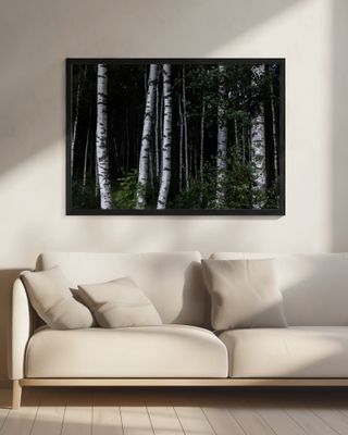 Birch Trees Dark 1
