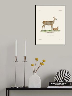 Virginian Deer (1778 1855) By Johann Andreas Wagener and Johann Christian Daniel Von Schreber.