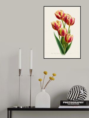 Tulipa Grand Perfection