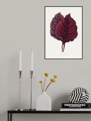 Pink Amarantus Leaf Illustration