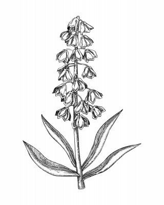 Persian Lily (Fritillaria persica)