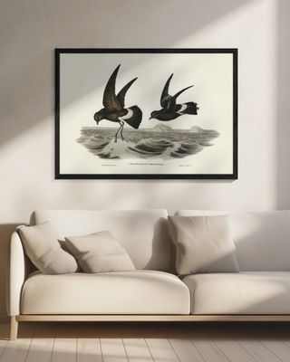 Wilson's Storm Petrel