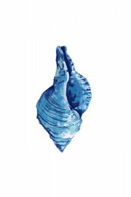 Blue Seashell On White Background No3