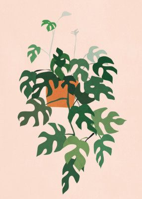 Plant with Delicate Leaves