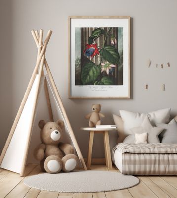 The Winged Passion-Flower from The Temple of Flora (1807)