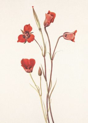 Scarlet Mariposa From North American Wildflowers (1925) By Mary Vaux Walcott