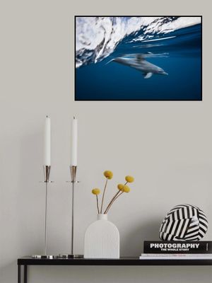 Bottlenose dolphin / Turciops Aduncus