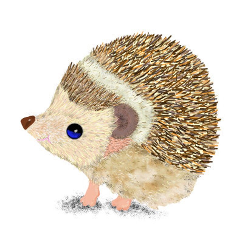 Hedgehog