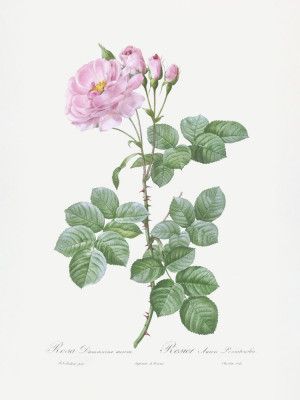 Aurora Poniatowska, Les Roses (1817–1824)