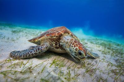 Green turtle
