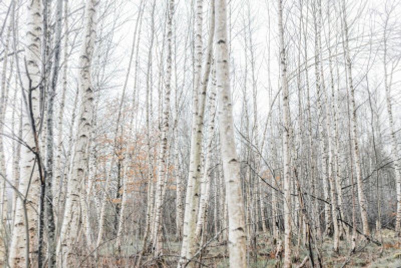 Birch Trees 9