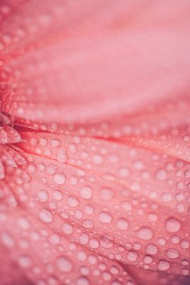 Dewy Pink Flower Petals