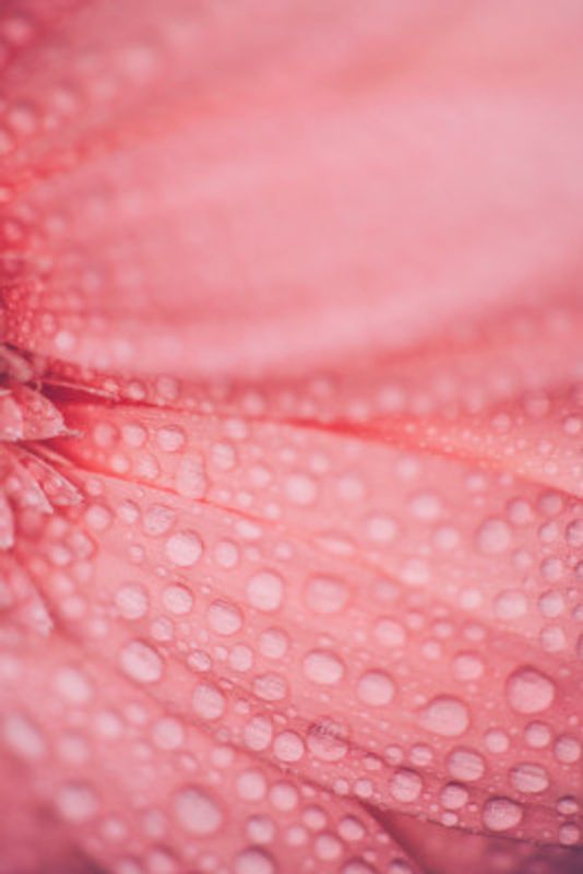 Dewy Pink Flower Petals