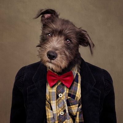 Shelter Pets Project - Ombré