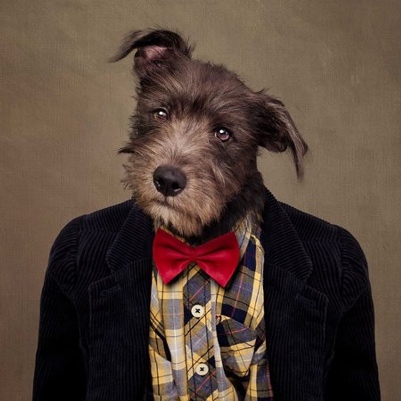 Shelter Pets Project - Ombré