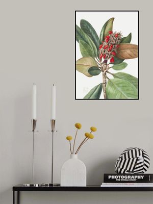 Southern Magnolia (1923)