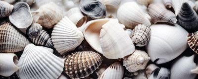 Seashell Symphony