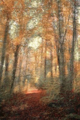 Path Of Falling Leaves