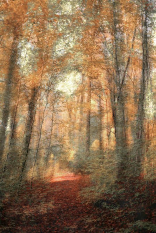 Path Of Falling Leaves