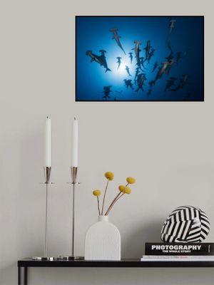 Hammerhead Shark - Underwater Photography