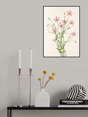 Saltmarsh Rose Gentian From North American Wildflowers (1925) By Mary Vaux Walcott.