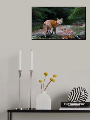 Red Fox in Algonquin Park