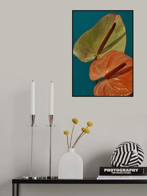 Anthurium Pop