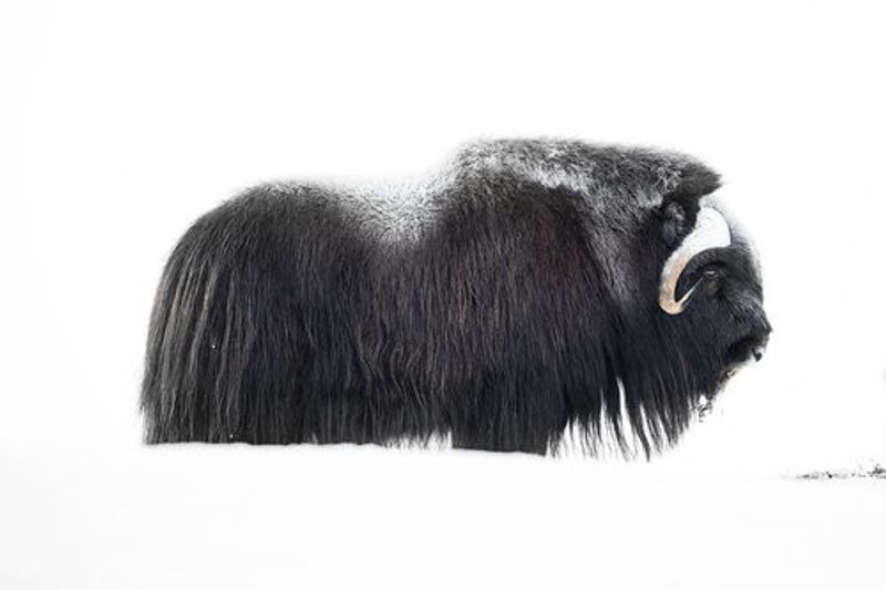 Muskox
