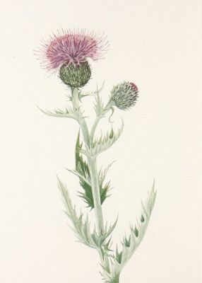 Prairie Thistle From North American Wildflowers (1925) By Mary Vaux Walcott.