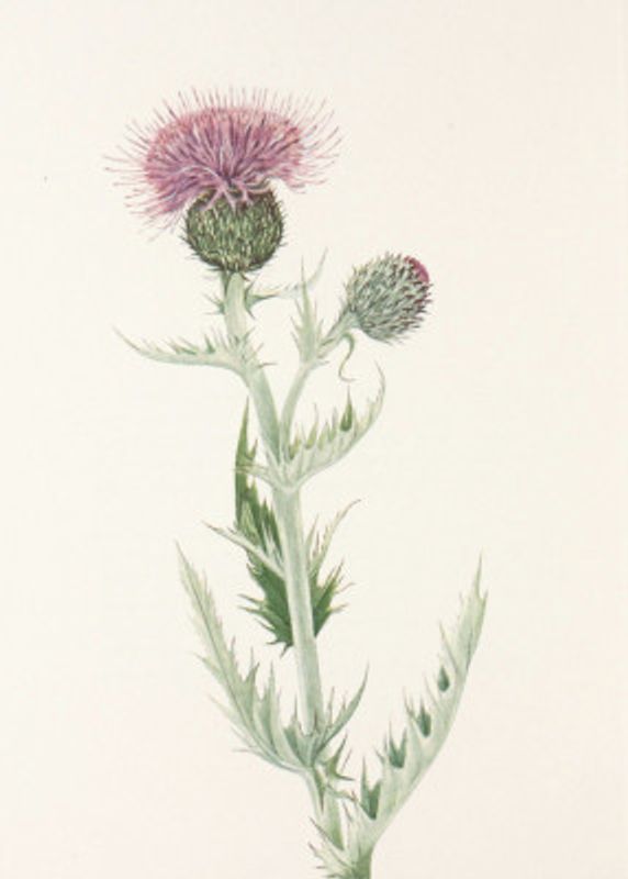 Prairie Thistle From North American Wildflowers (1925) By Mary Vaux Walcott.