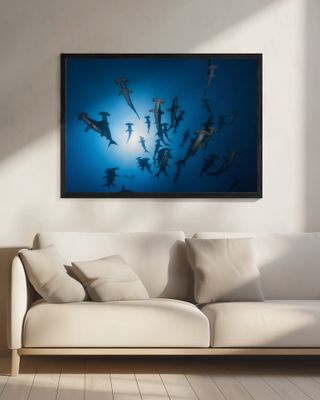 Hammerhead Shark - Underwater Photography