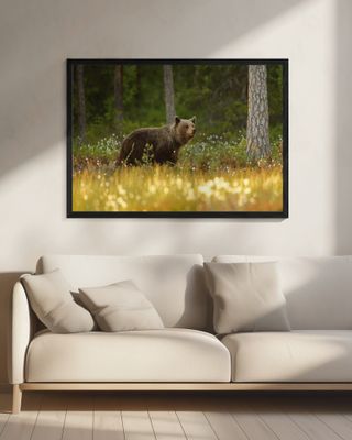 Brown Bear